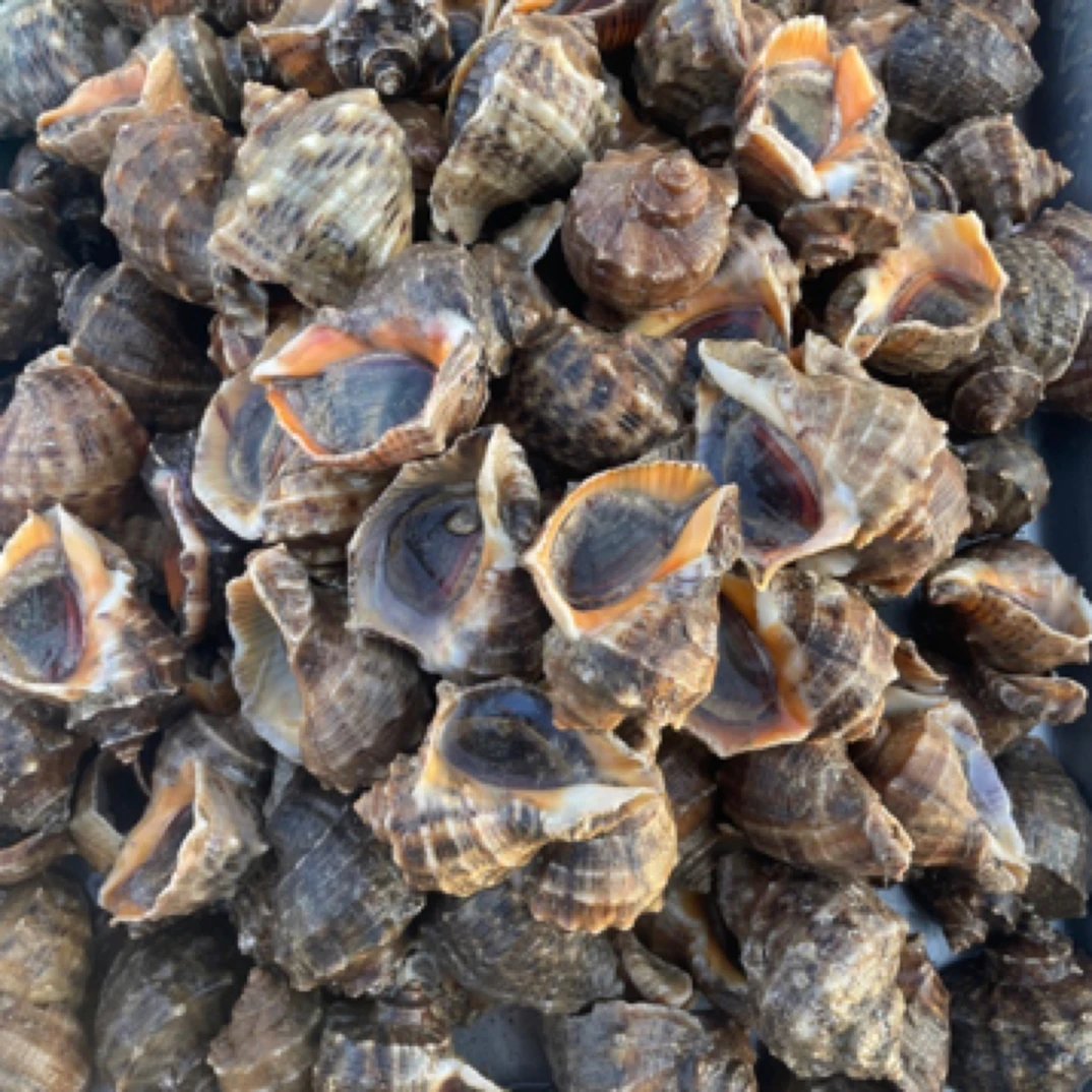 当地海螺4-5个左右一斤