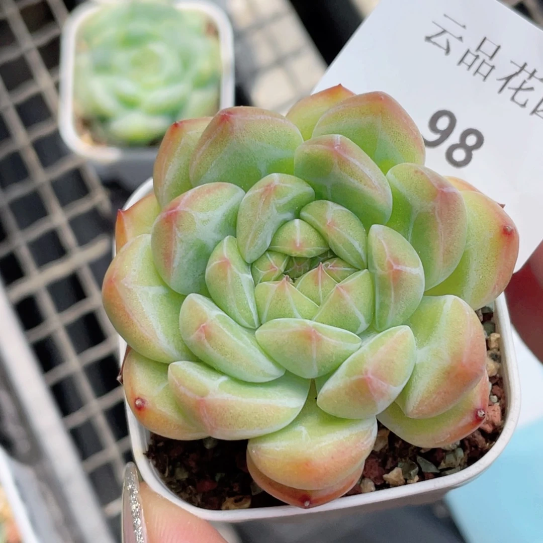 98号糖心冰心珍妮