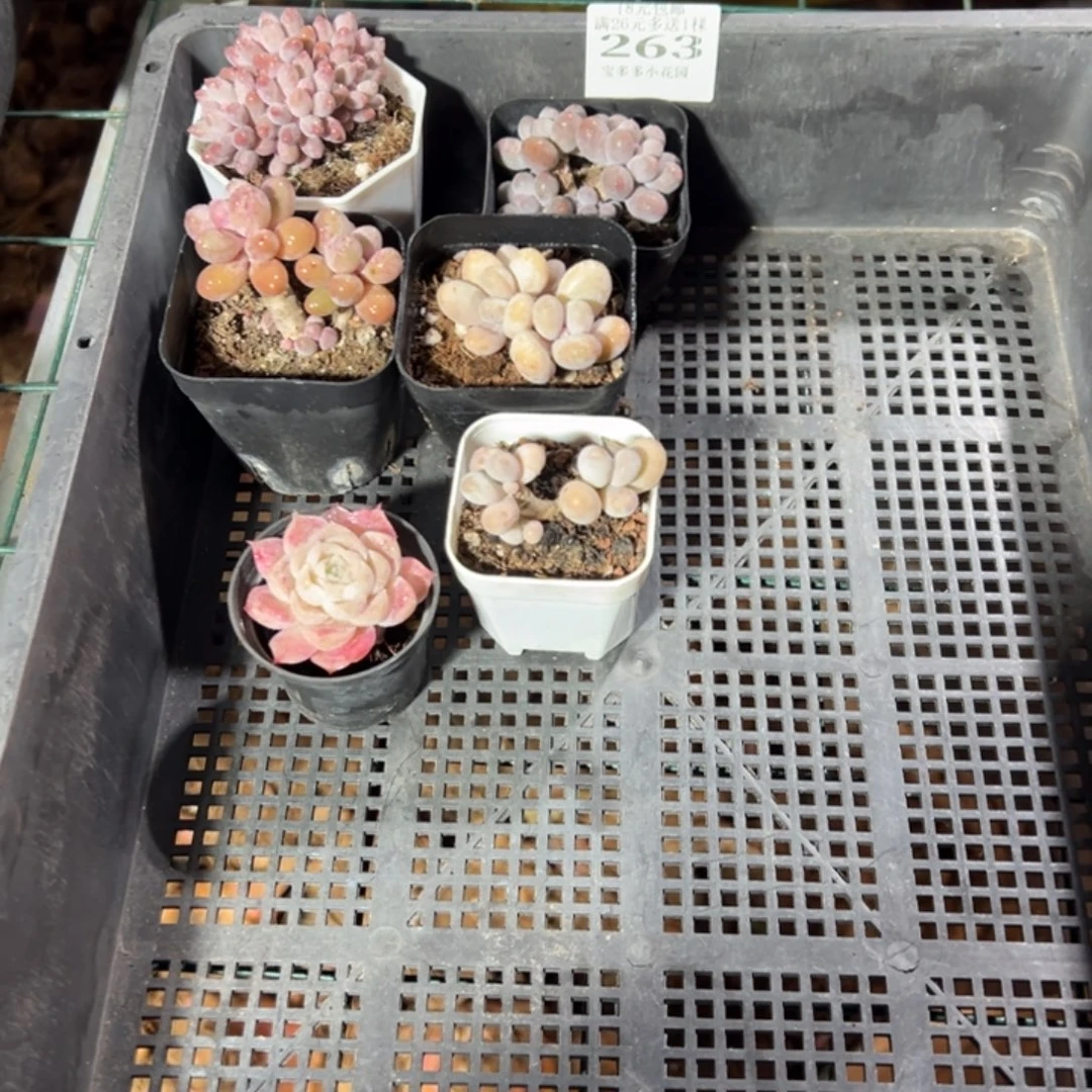 屁***肉263号到手一筐一物一拍