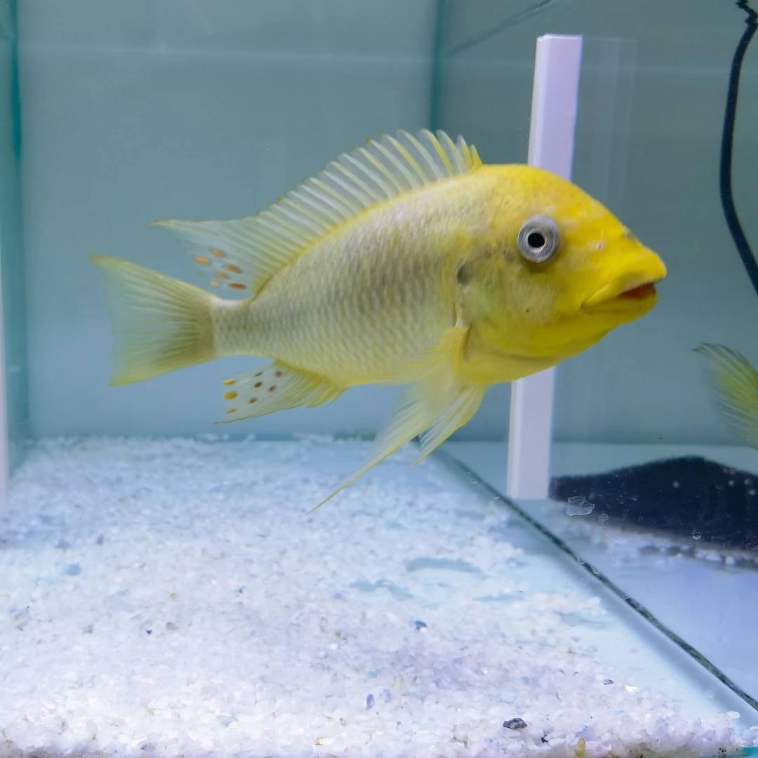 精品野生三湖慈鲷黄金龙王观赏鱼（包邮）