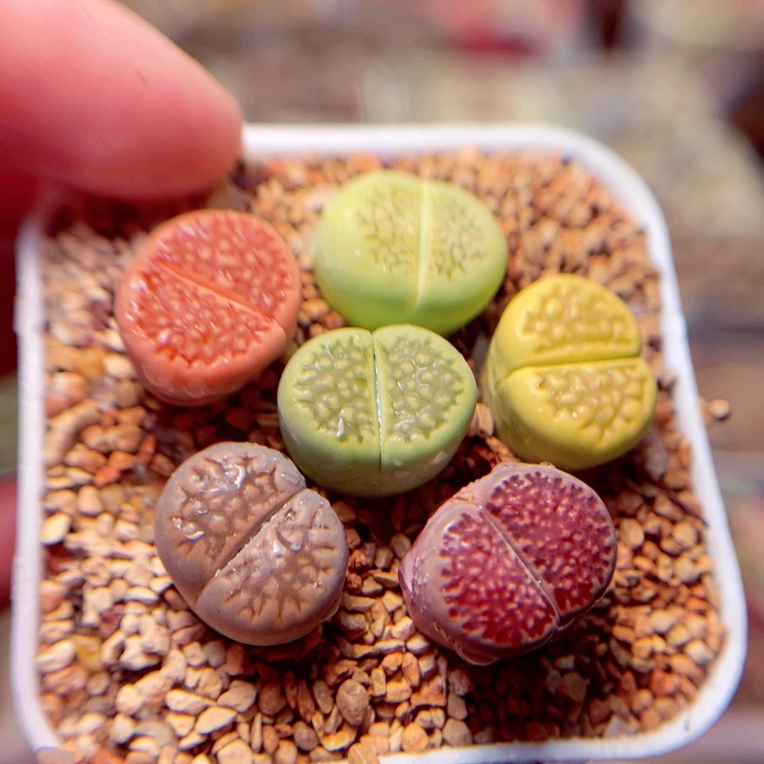 414号带盆盆包邮发货