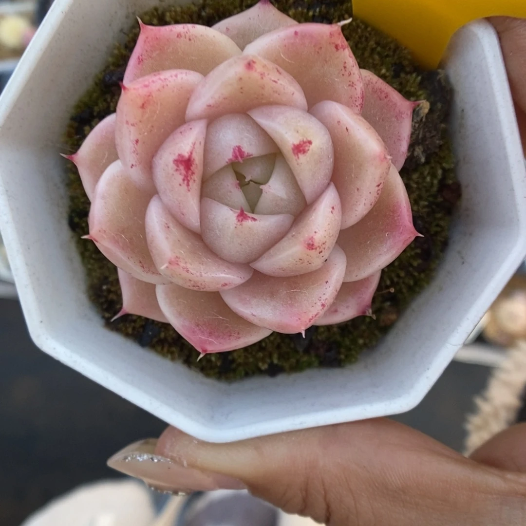 S***3油透麦秆975号。