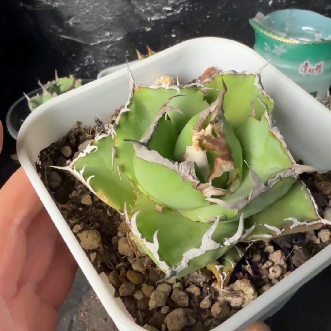 无花朵龙舌兰仁王冠1