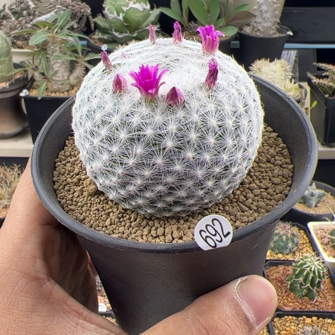 春星实生6一物一拍692，，，