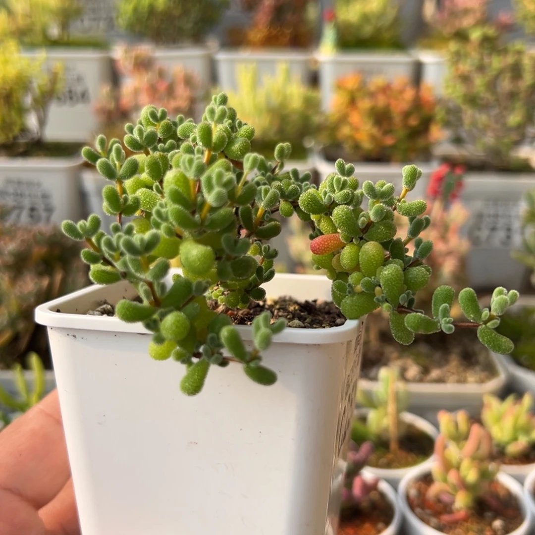 29-253翡翠妖桩飘枝造型老桩