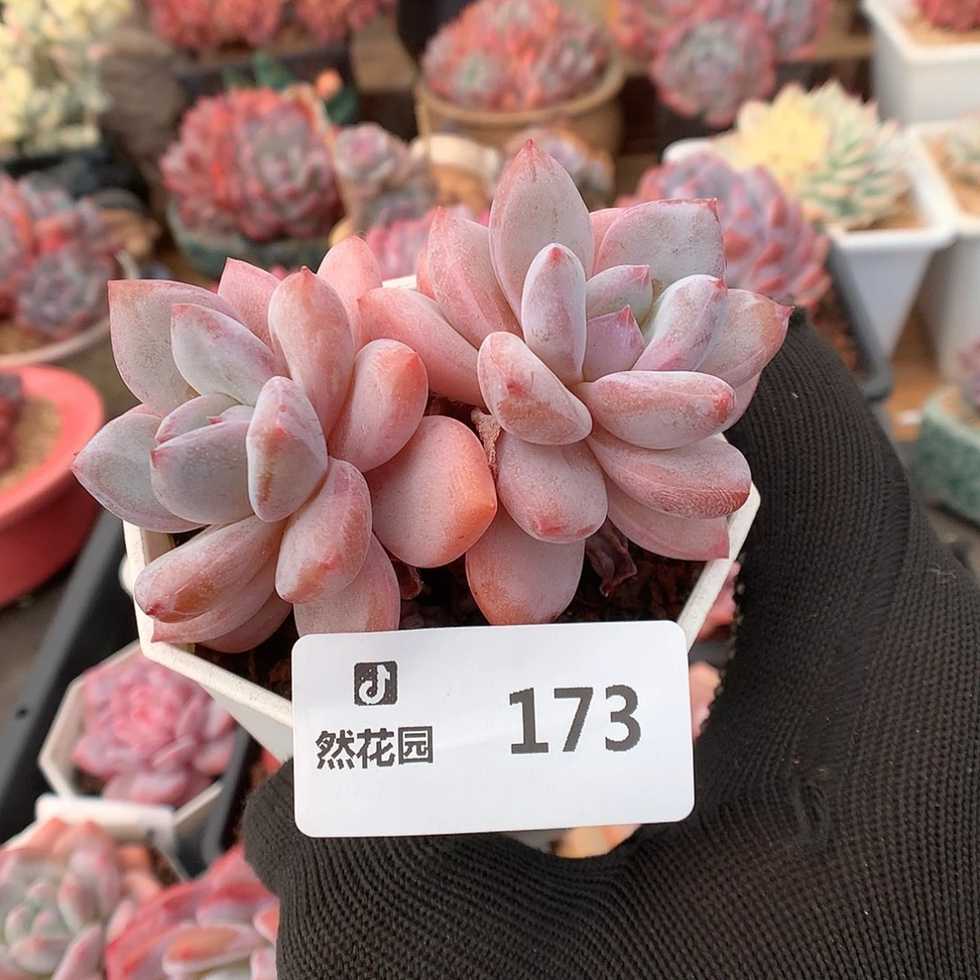 173星星雪多肉植物6666
