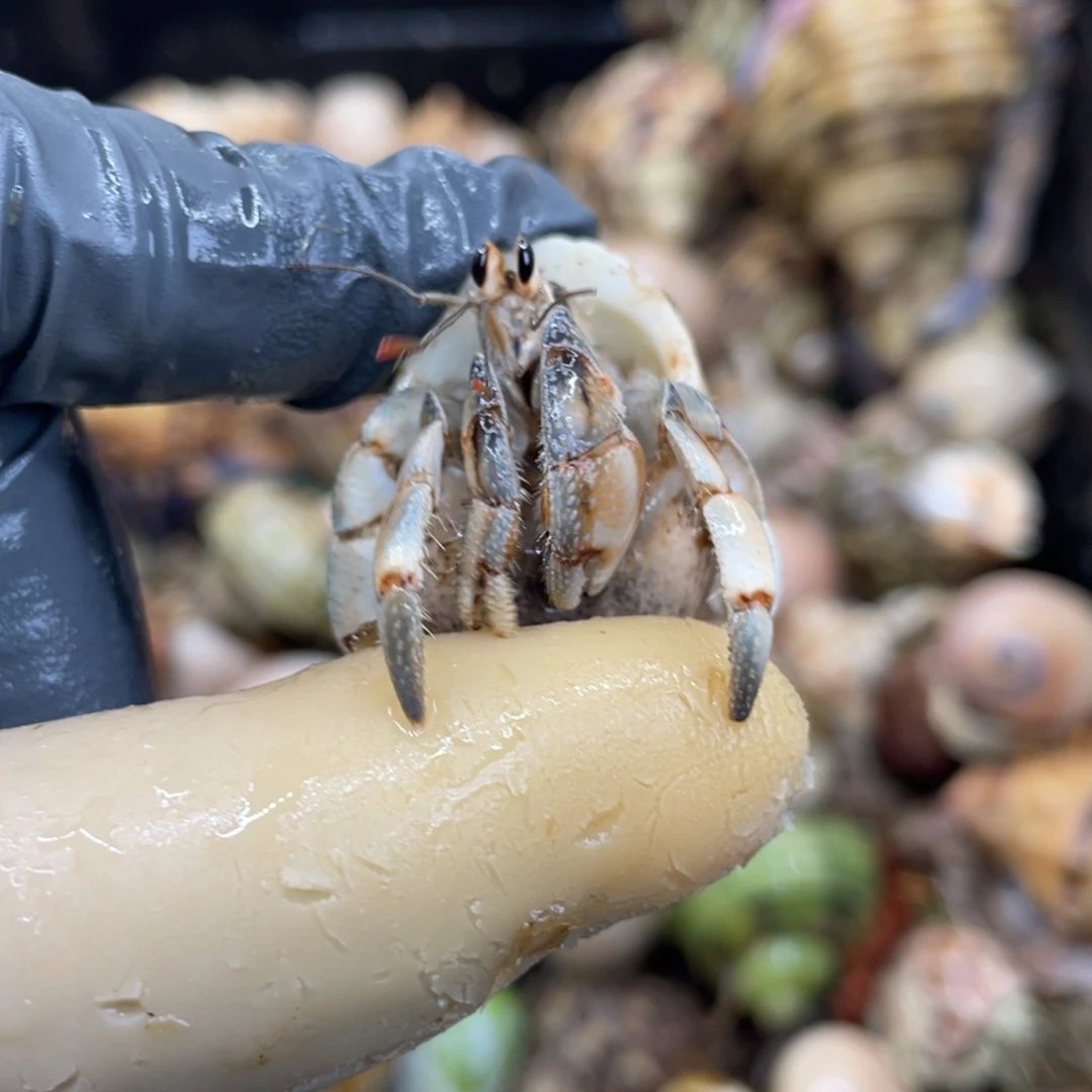 不退不换活体宠物35