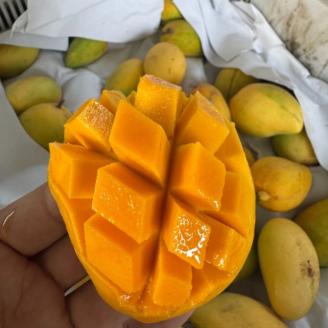 攀枝花芒果小台农老树果花皮果(放软食用)