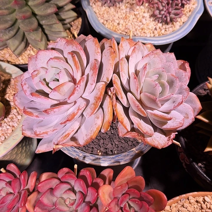 奶茶 双头 一物一拍