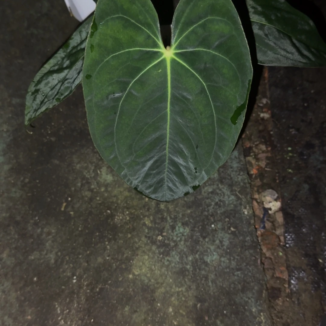 无花朵加通湖PAPI花烛