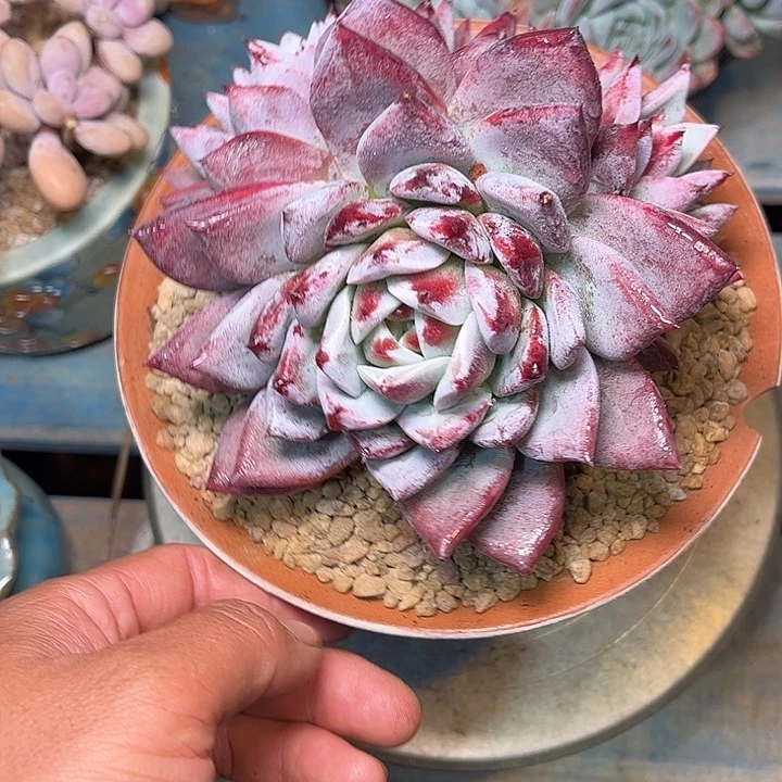 多肉植物一物一拍