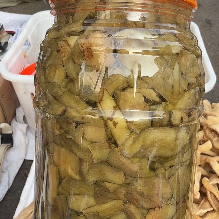 中国大陆五斤芋苗