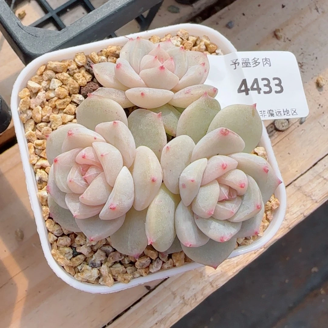 雨露泡泡，4433多肉植物