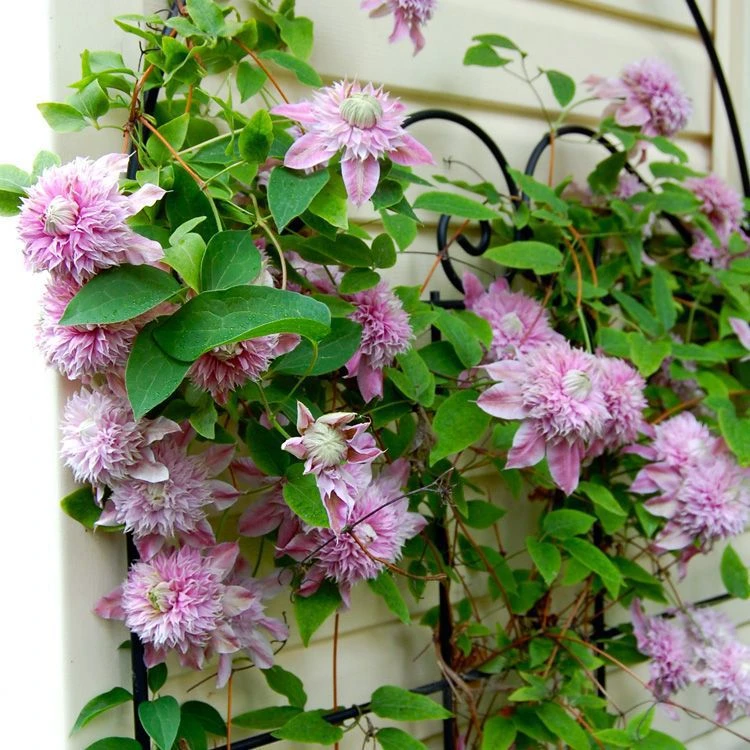 园艺植物盆栽铁线莲3年种根花卉室内阳台庭院奇趣植物种子观花否