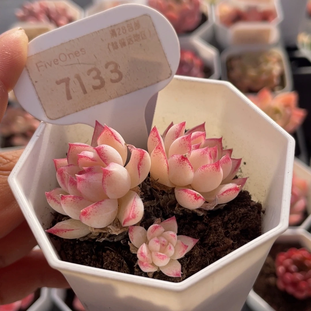 红边女王7133-5.5厘米