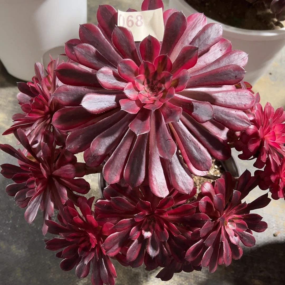 068黒桐白多肉法师