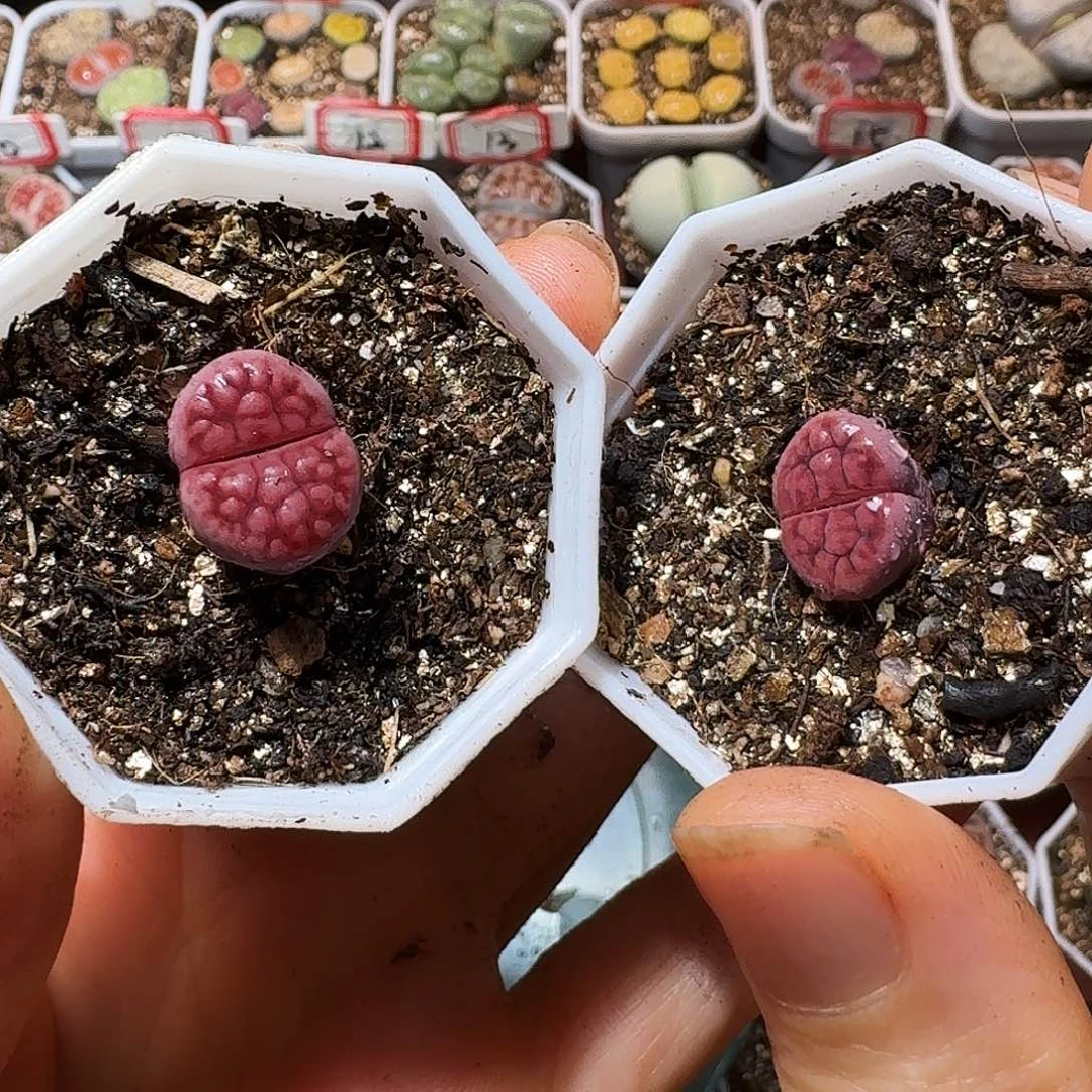 豚**妈生石花233:：。  91