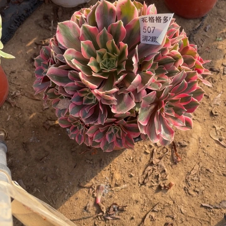 507女妖多s肉植物