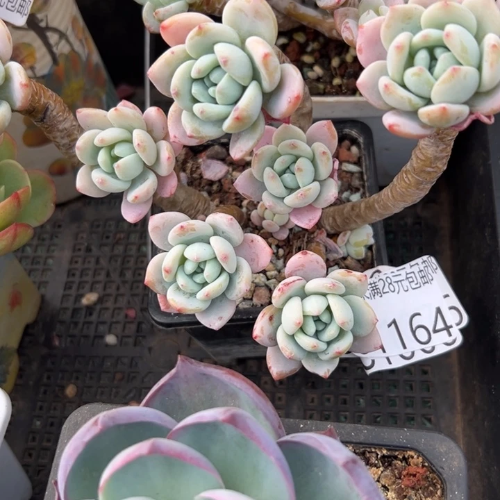 幸运的是我还没遇到过