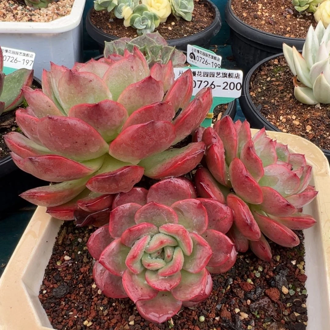 从前慢多肉精选编号0726.200