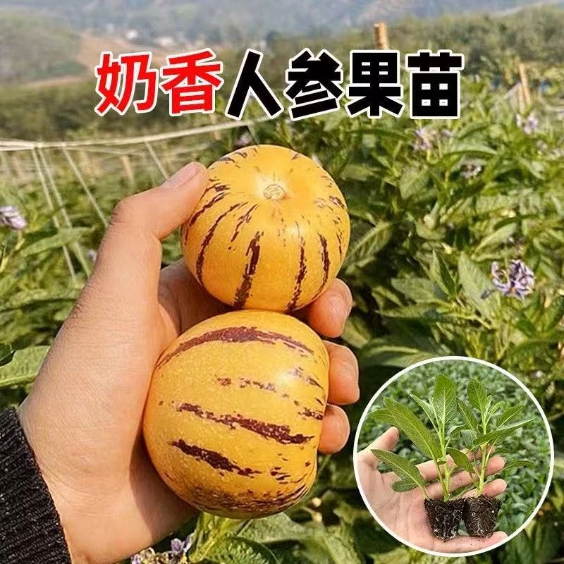优质人参果种苗黄心高产人参果果蔬菜苗大苗带土盆栽庭院四季种植