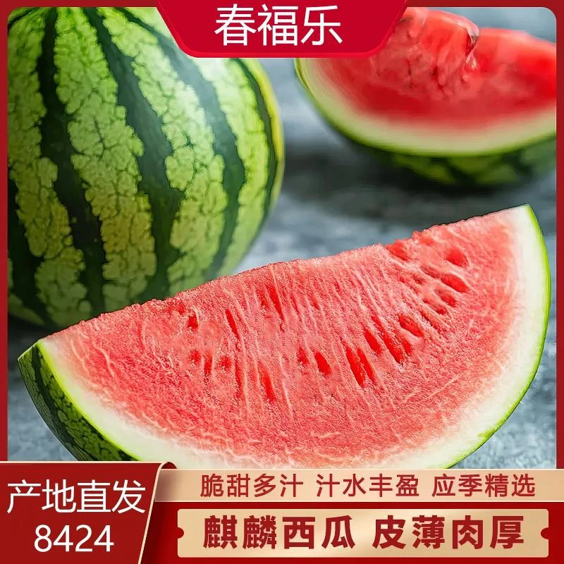 【源头直发】8424麒麟西瓜当季现摘新鲜脆甜多汁水果整箱 净