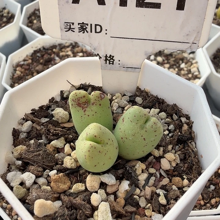 木***禾121。满38包邮肉锥