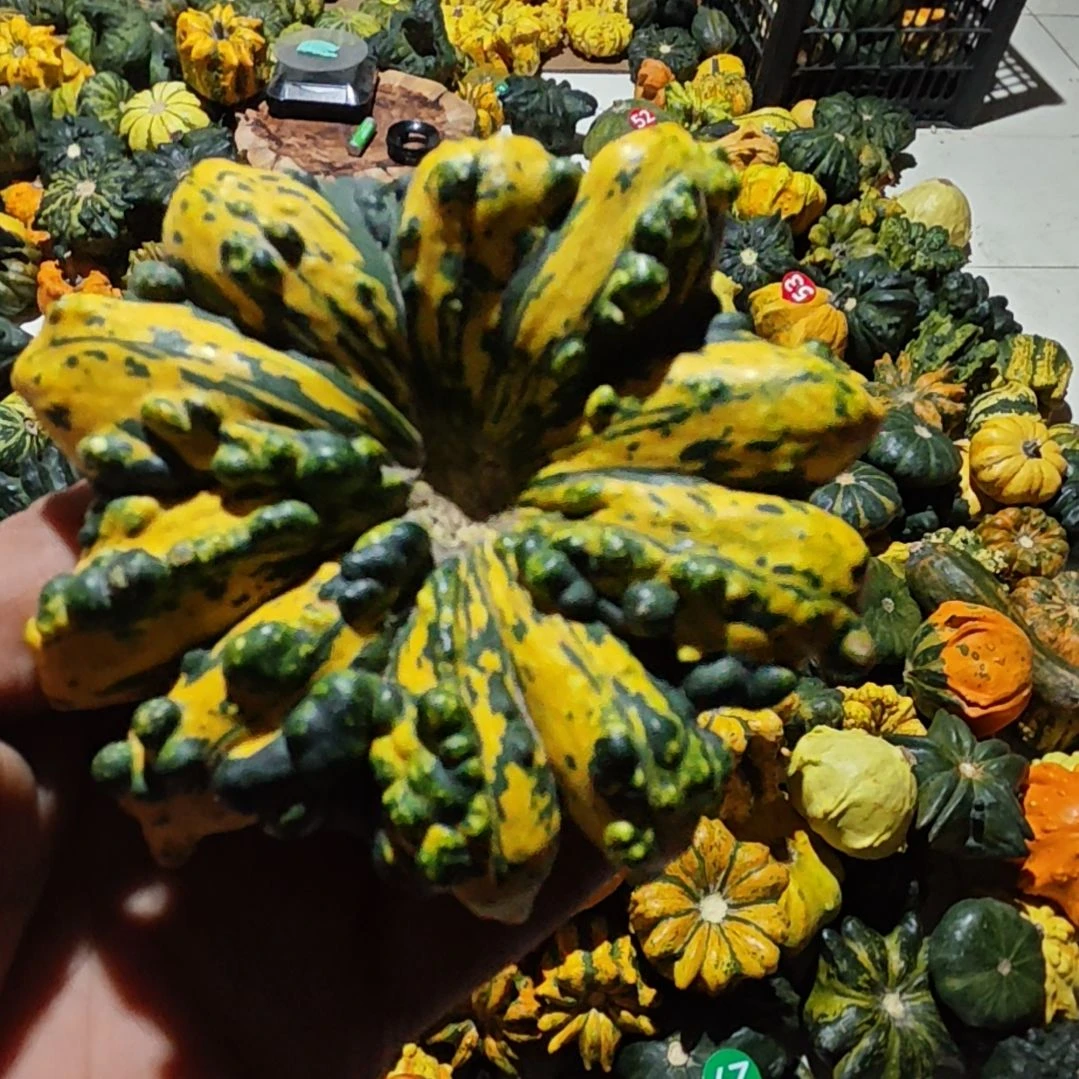 青皮墨西哥疙瘩葫芦