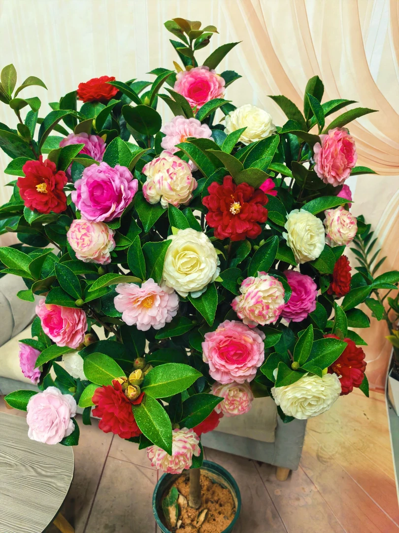 y【加大加高80cm-1米】 茶花原盆原土带花苞发
