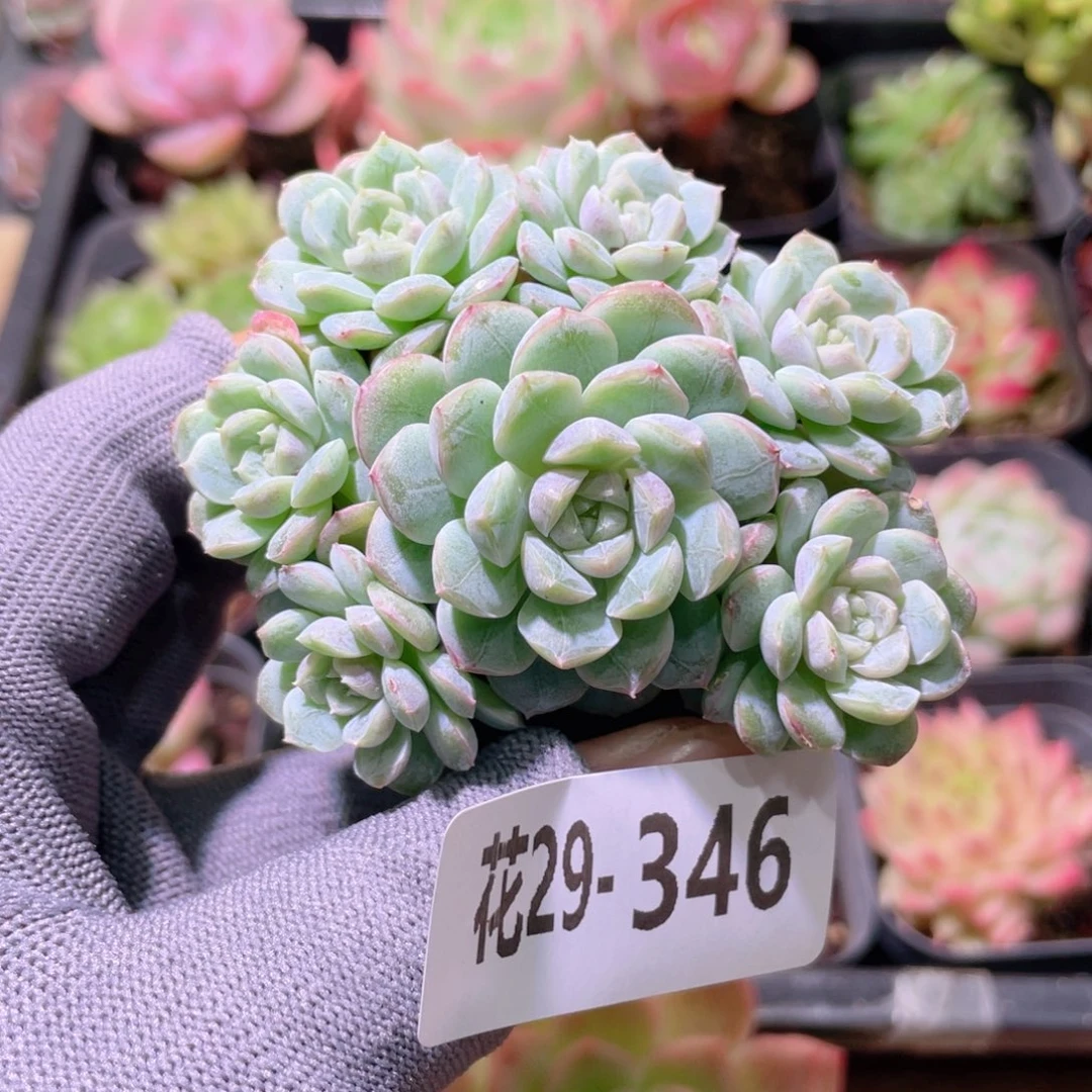 花利美29-346新品珍妮