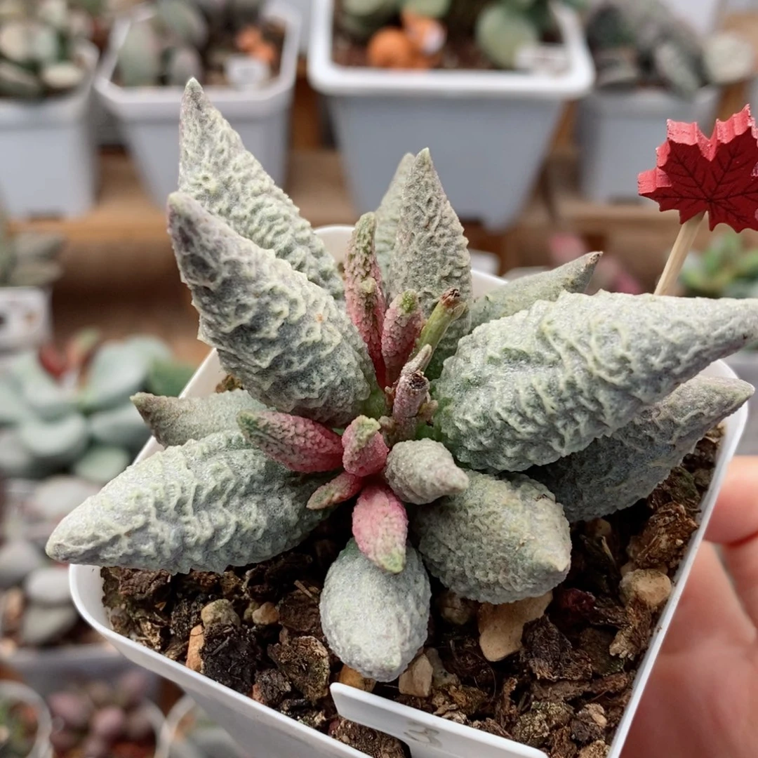 融冰水泡多肉植物