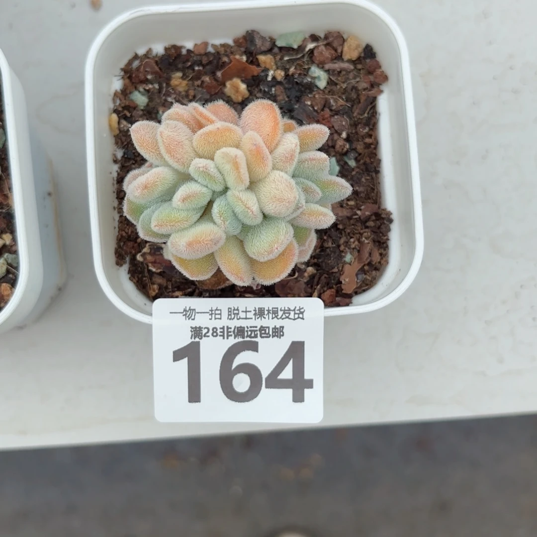 时***好雪晃星无盆土发货