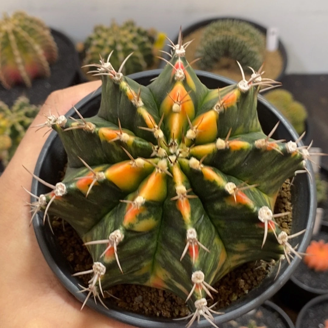 全品米哈—带盆土发货8