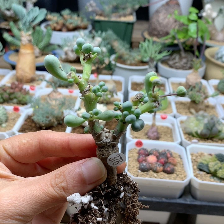 卡拉菲厚敦菊脱土378