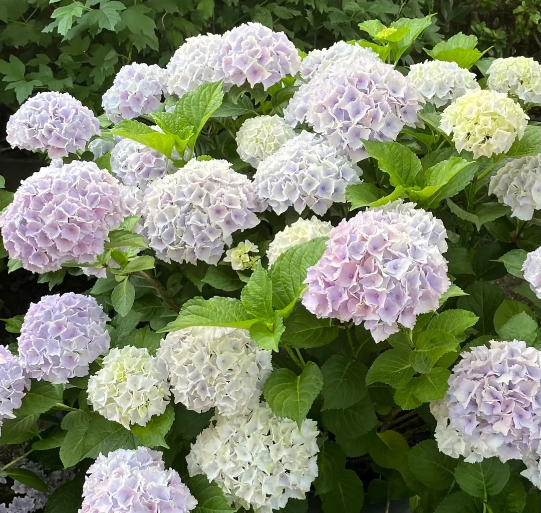 【魔幻海洋】2加仑 白色绣球多年生露天苗盆栽生花苞发原盆原土基地