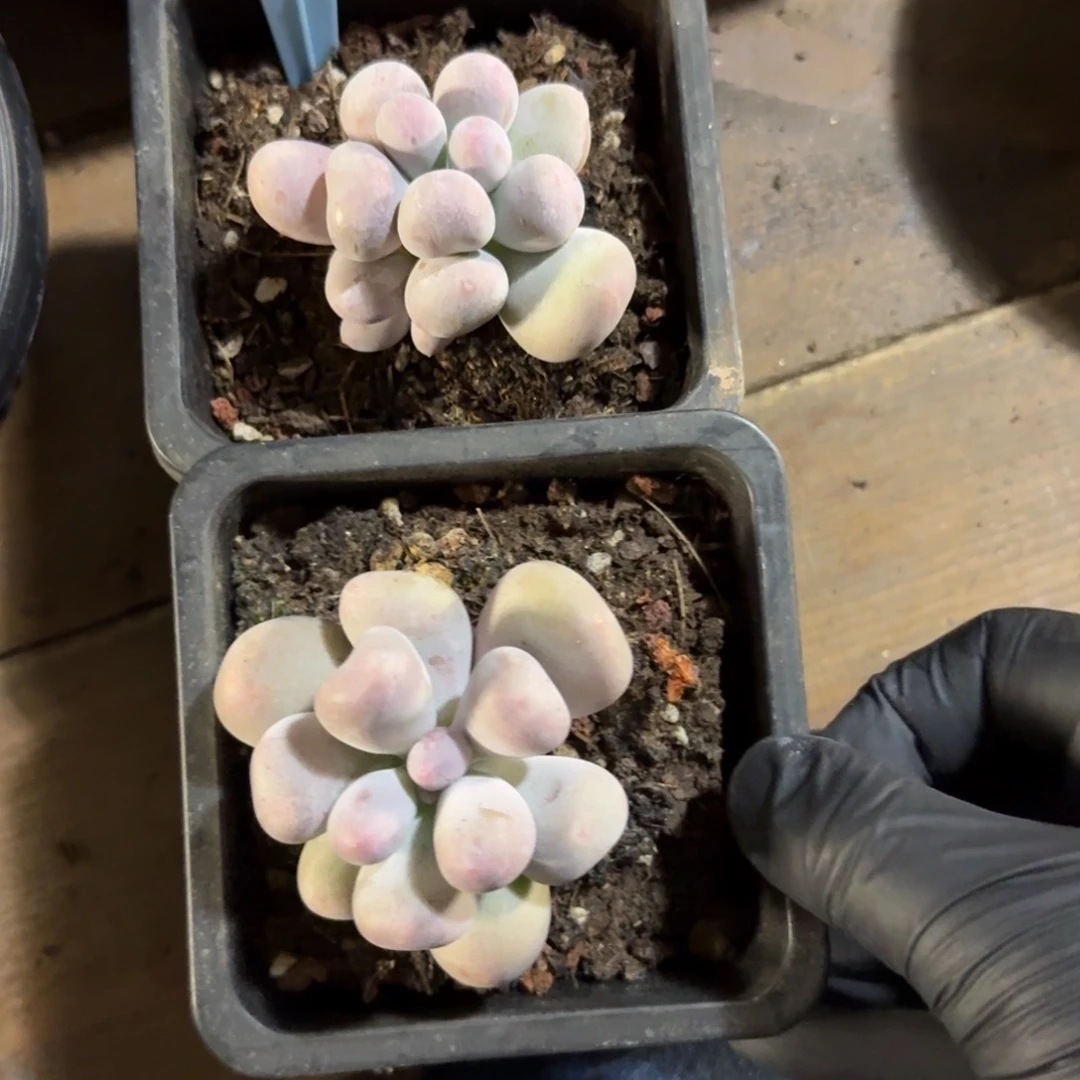 米可奶2颗组合1111111111111