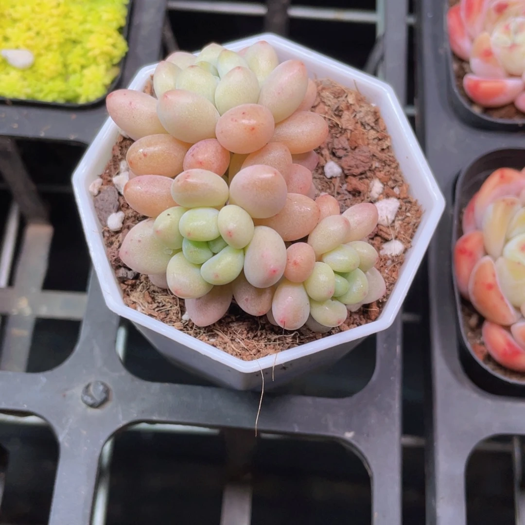 洛可可多肉9.9包邮发货