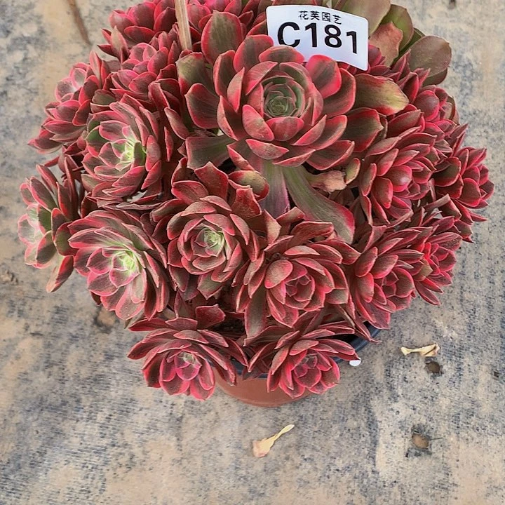 181多肉法师花纱