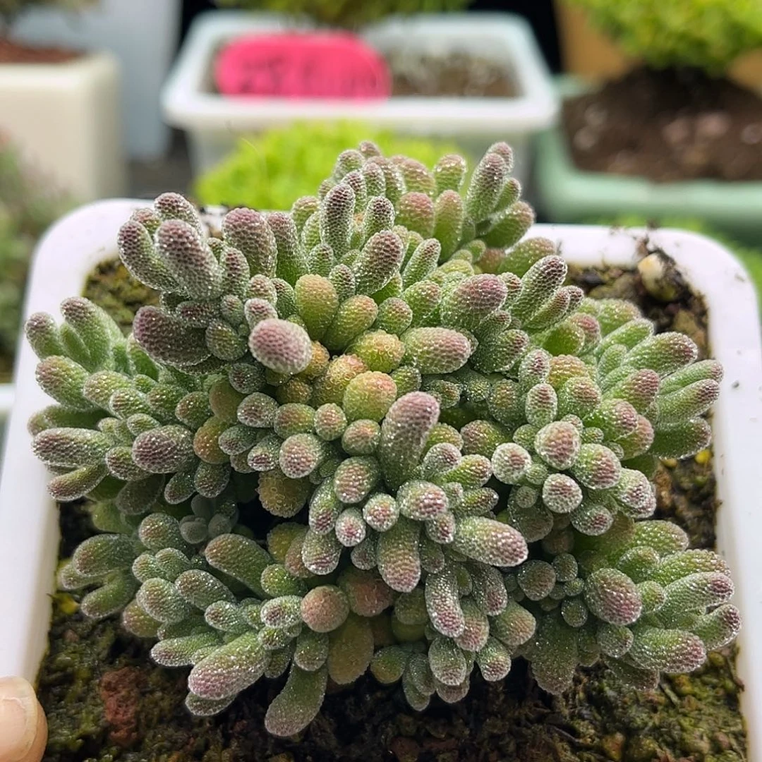 19五彩冰晶优选枝干