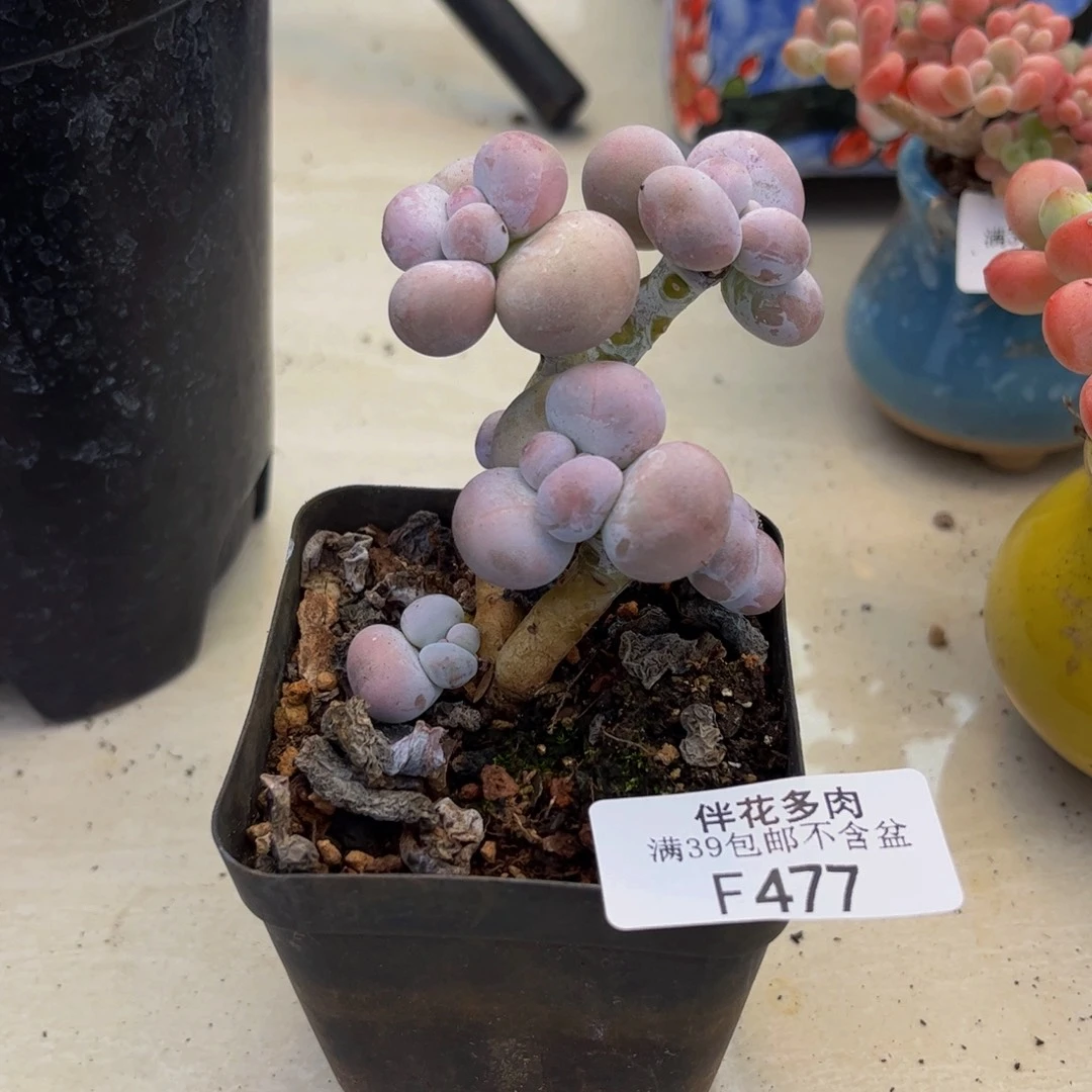 M***i477-芭比奶多肉4cm