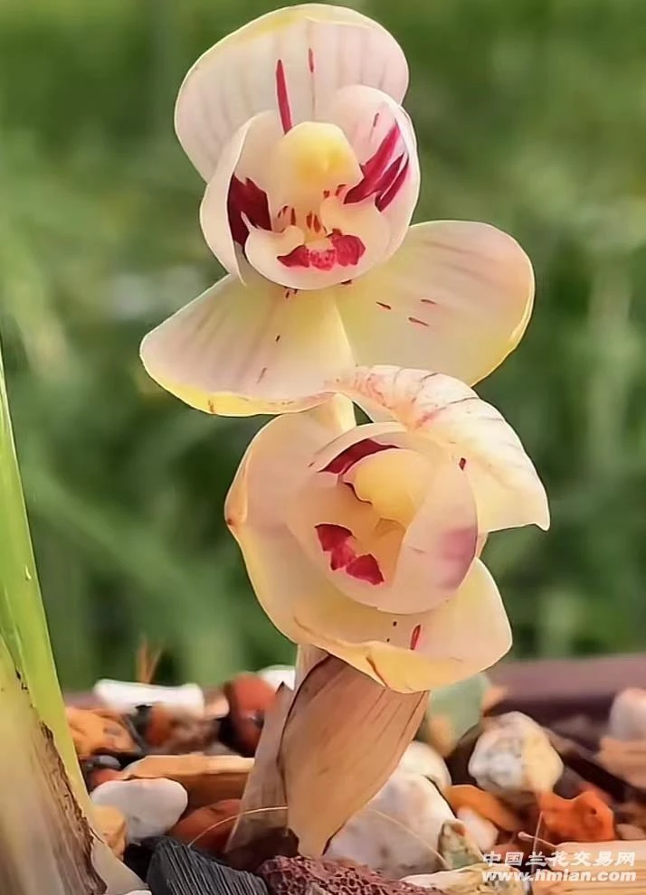 兰花春兰名品掌上明珠好养易活三苗连体