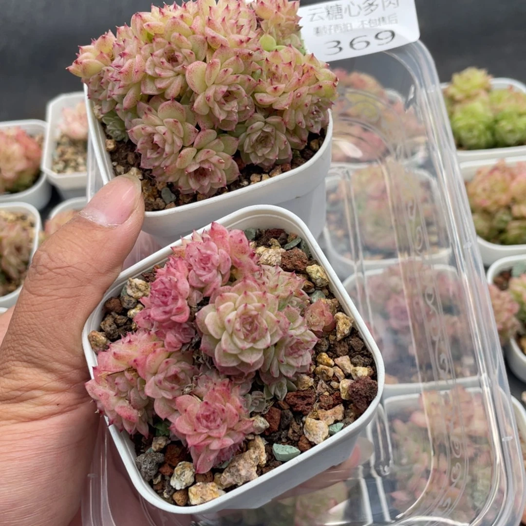 云糖心多肉植物369