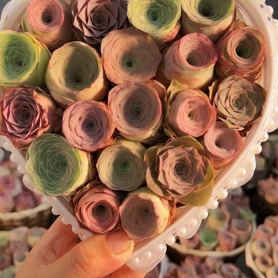 bl004。 玫瑰混亚克力花篮。