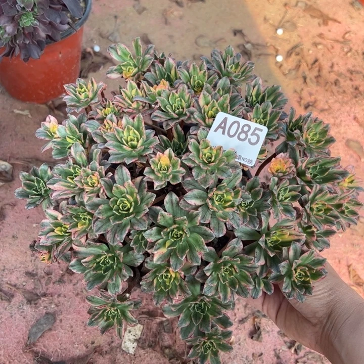 甜茶多肉植物085.