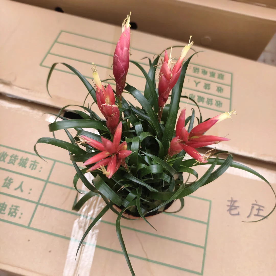 小辣椒招财手盆栽   刘