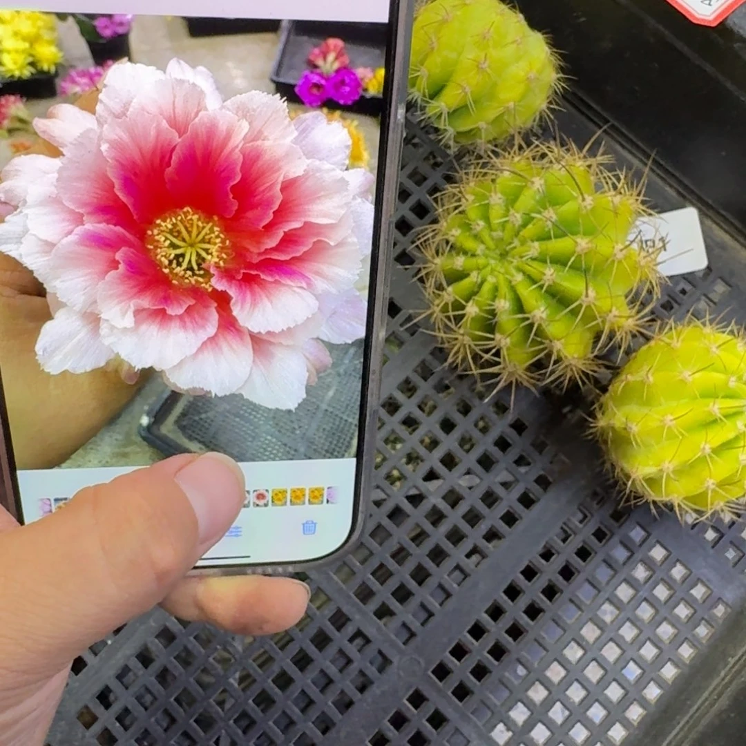 352丽花阳1歪无根侧牙3公分左右