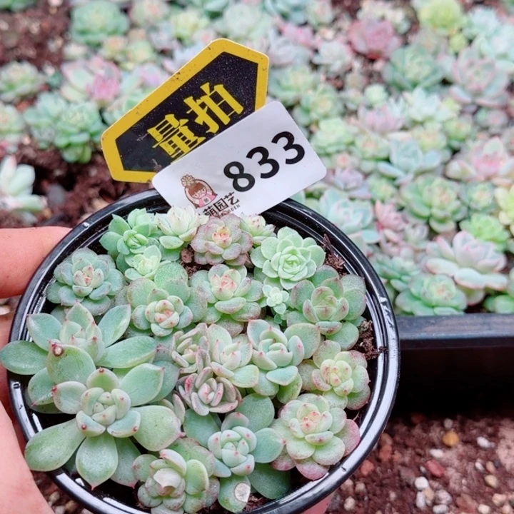 多肉植物多肉植物