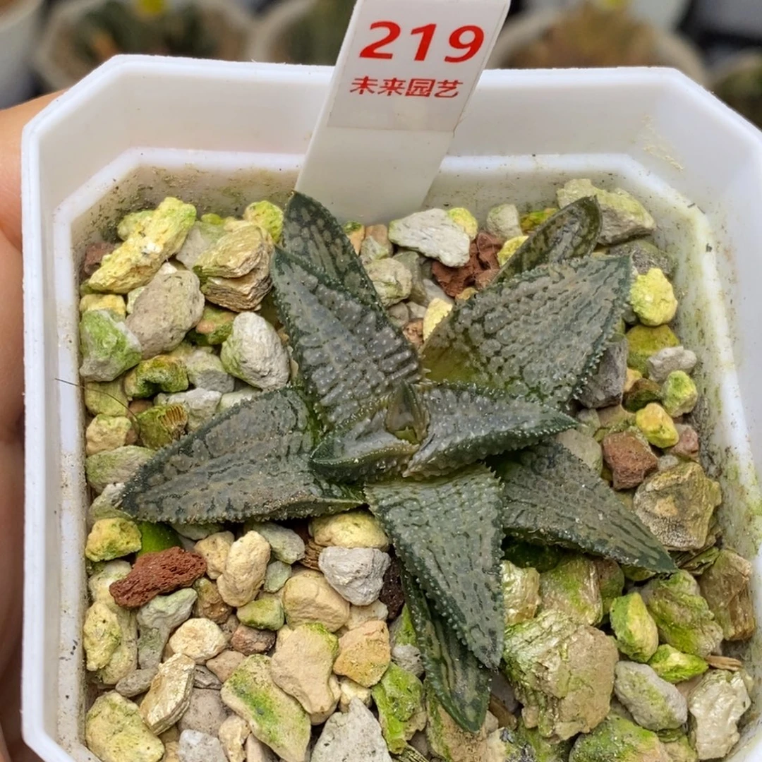219号银狼蛛硬叶多肉