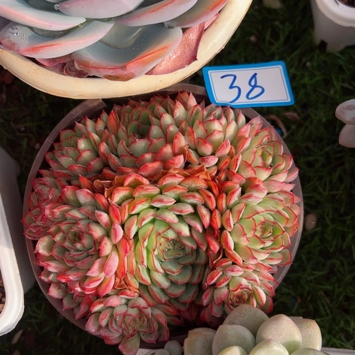 38梦幻玫瑰平平安安的