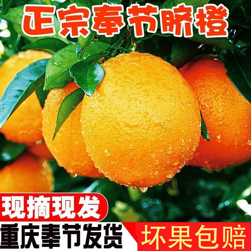 重庆奉节脐橙新鲜现摘多汁香甜细腻无核水果【净重5斤】